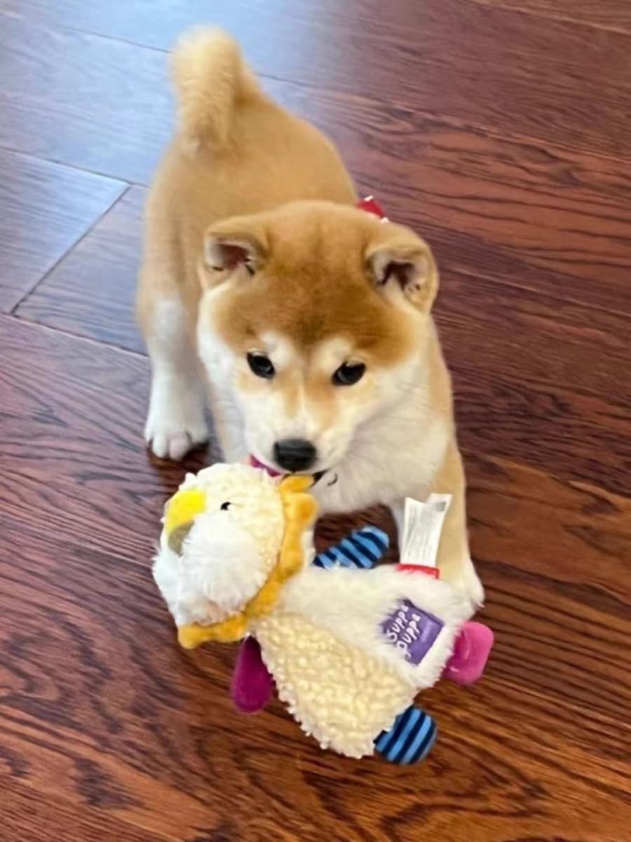 犬 ぬいぐるみ 犬 ぬいぐるみ にっこり笑顔の豆柴ちゃん