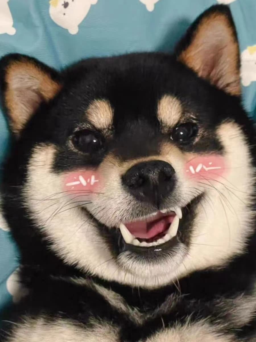 犬 ぬいぐるみ 犬 ぬいぐるみ にっこり笑顔の豆柴ちゃん