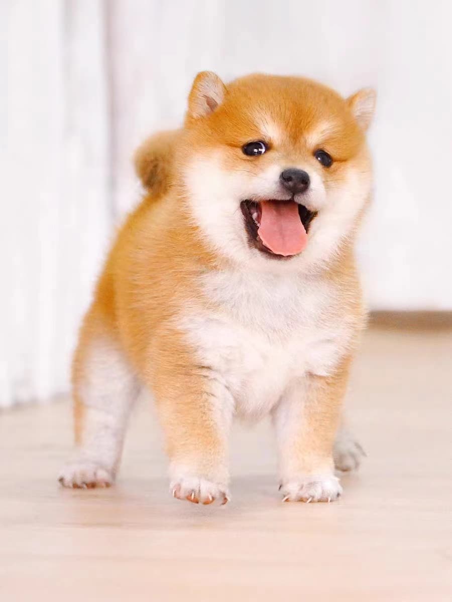 犬 ぬいぐるみ 犬 ぬいぐるみ にっこり笑顔の豆柴ちゃん