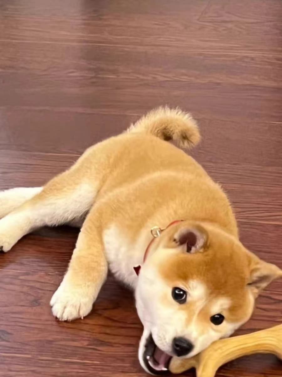 犬 ぬいぐるみ 犬 ぬいぐるみ にっこり笑顔の豆柴ちゃん