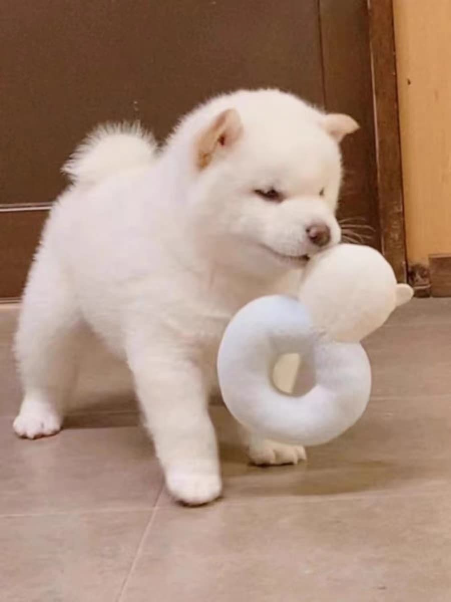 犬 ぬいぐるみ 犬 ぬいぐるみ にっこり笑顔の豆柴ちゃん