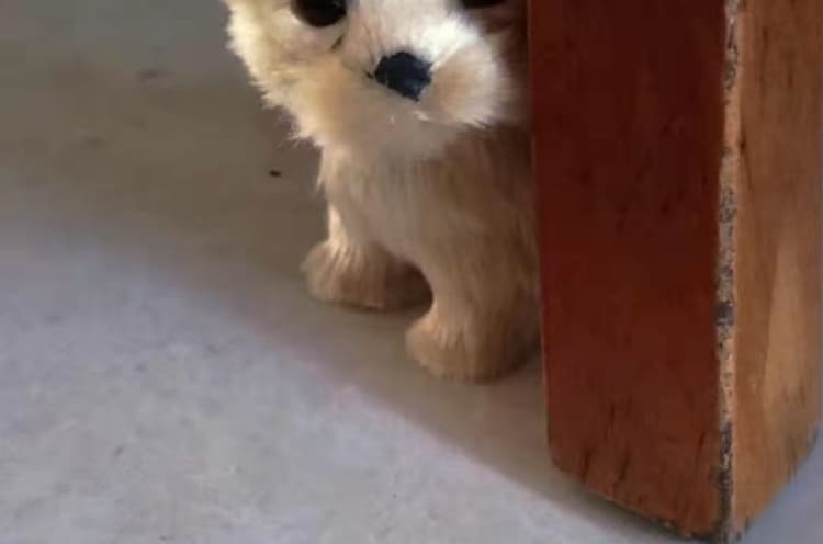 犬 ぬいぐるみ 犬 ぬいぐるみ ふわもこポメちゃん