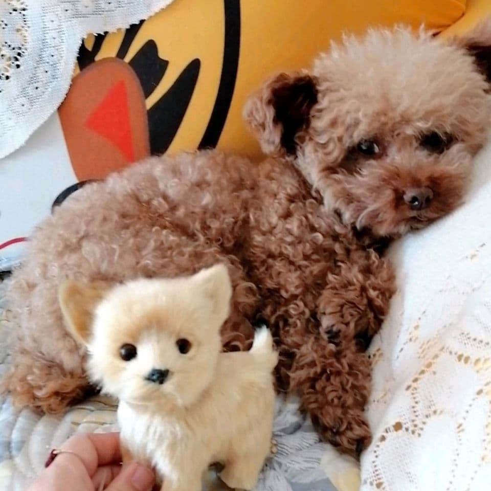 犬 ぬいぐるみ 犬 ぬいぐるみ ふわもこポメちゃん
